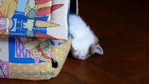 Funny Cats Sleeping in Weird and Cute Positions Compilation 2015