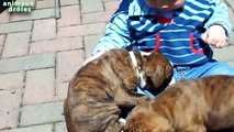 Les bébés et les chiots jouent ensemble Nouvelle Vidéo Compilation [NOUVELLE VIDÉO HD]