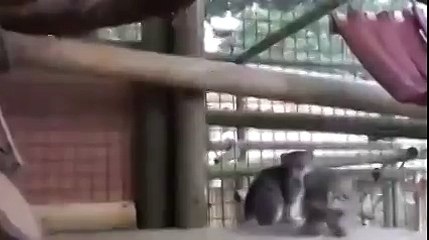 Манулята,это удивительные котята)