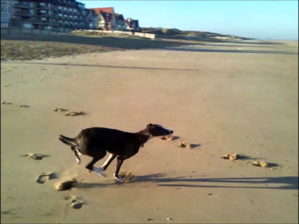 De Haan Strand mit Hund - Leya