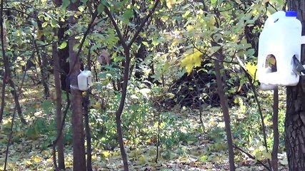 Белочка и синички в парке