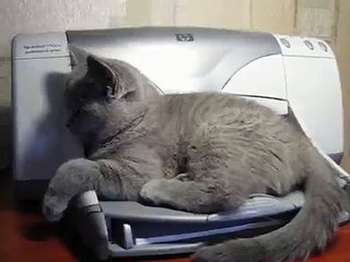 Кот против принтера