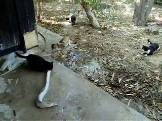 Кот украл большую рыбу