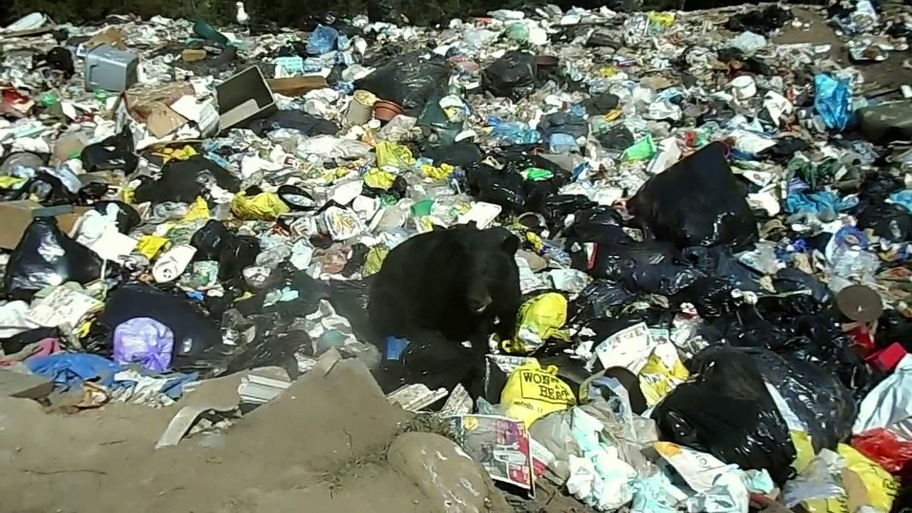Fat Bear Eating Garbage: A Short Documentary