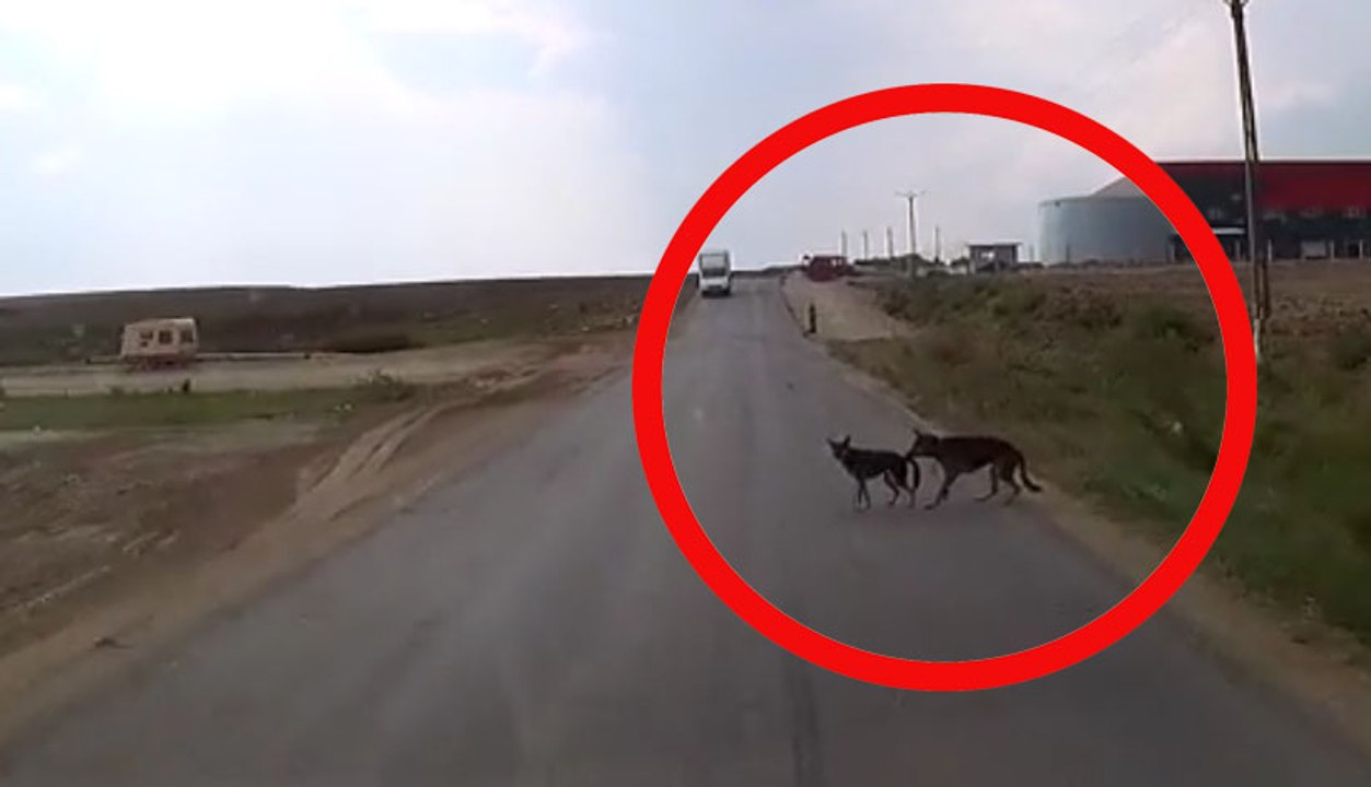 GEMPAR !!! ANJING TARIK ANAKNYA HINDARI MOBIL. KEAJAIBAN ALAM