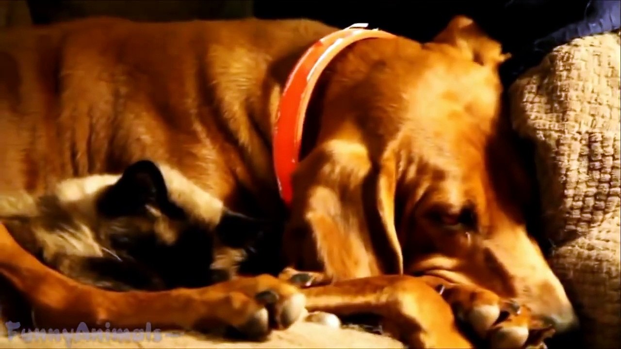 Cutest Cat and Dog Best Friends - Cute Cats & Dogs Compilation