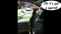 A CAT OUTSMARTS A DOG in SHOTGUN