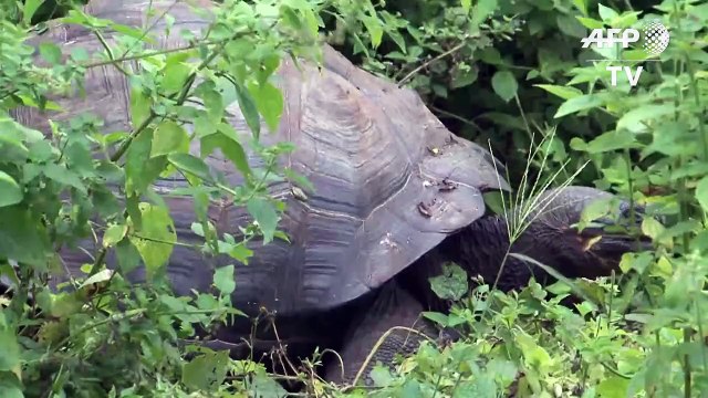Galapagos: une nouvelle espèce de tortue géante identifiée