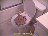 Cat uses toilet then FLUSHES
