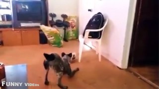 Funny Animals Videos, Pet and Animal Vine Compilation 2015