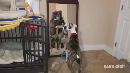 En İlginç ve Komik Kazalar (Temmuz) #3