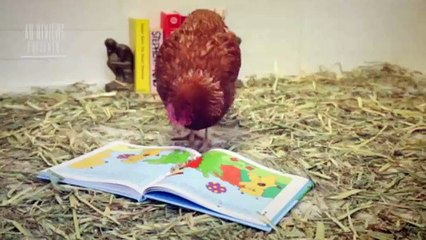 Restoranın sosyal medya hesabı tavuğa emanet