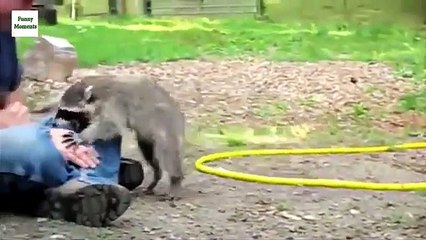 Raccoons against all. Funny racoons