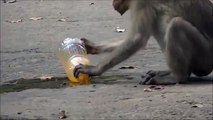 Thirsty Monkey. Funny monkey drinking drink