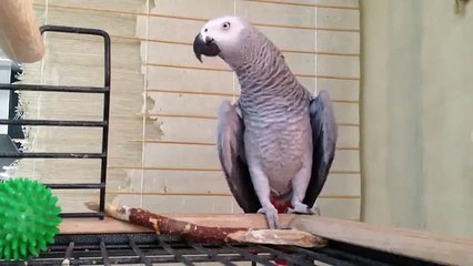 Jaco talking. Funny parrot Jaco