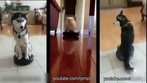 Animals and robotic vacuum cleaners. Funny skating on the vacuum cleaner