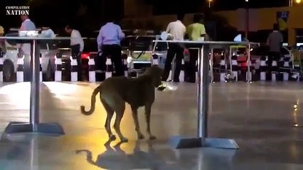 Animals do not yawn. Funny animals dragged food