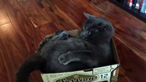 On sait que les chats aiment les boîtes. Mais la réaction de ce chat est surprenante et unique à la fois!