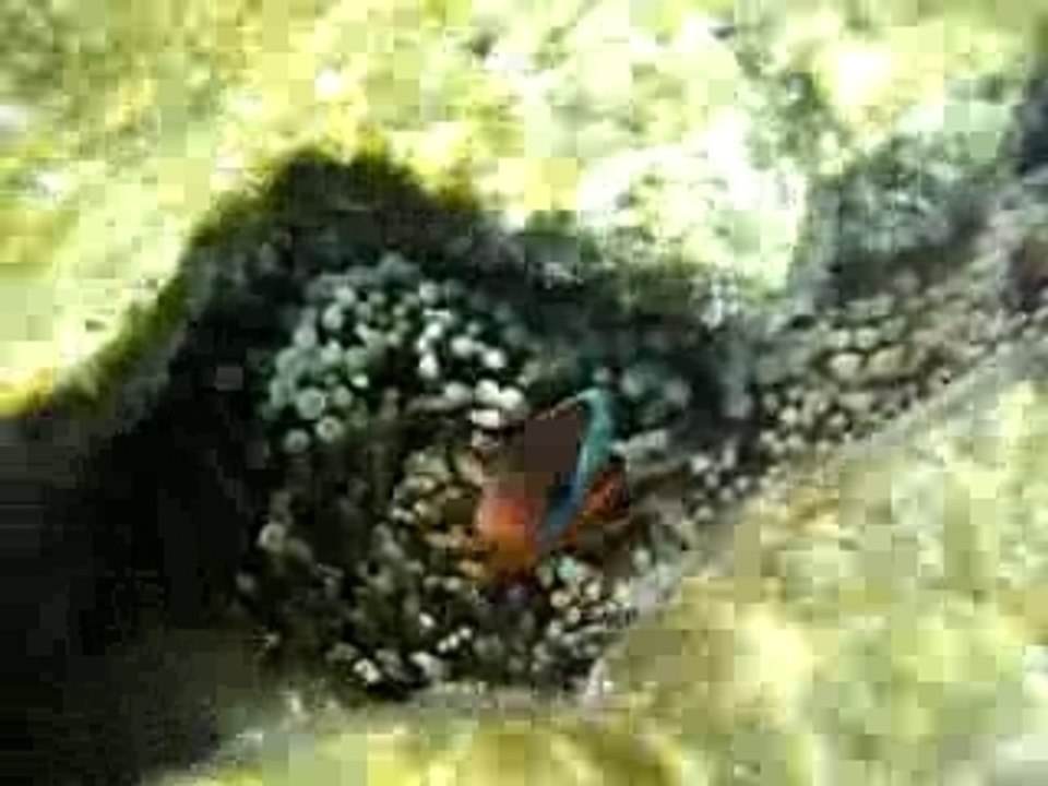 Ile_pins_nemo