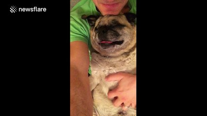 Old, blind pug still loves a belly rub