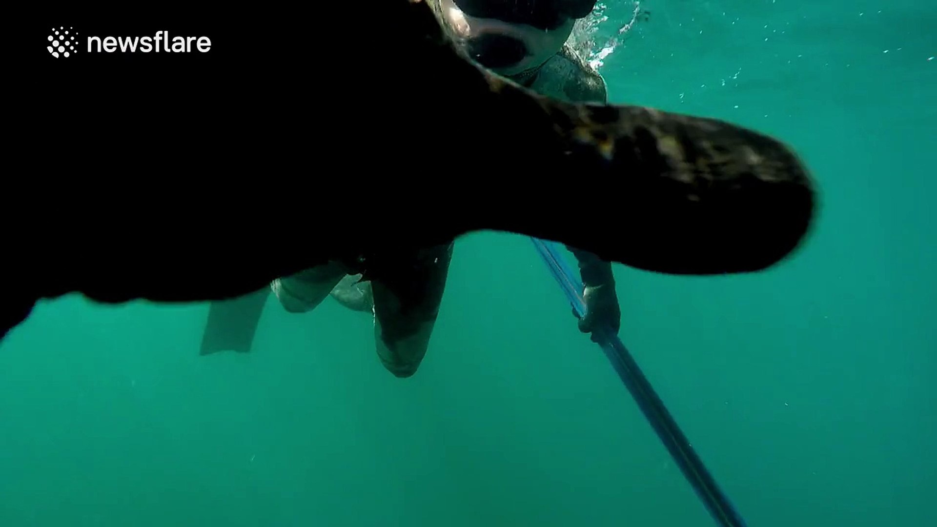 Large shark attacks spear fisherman - video Dailymotion