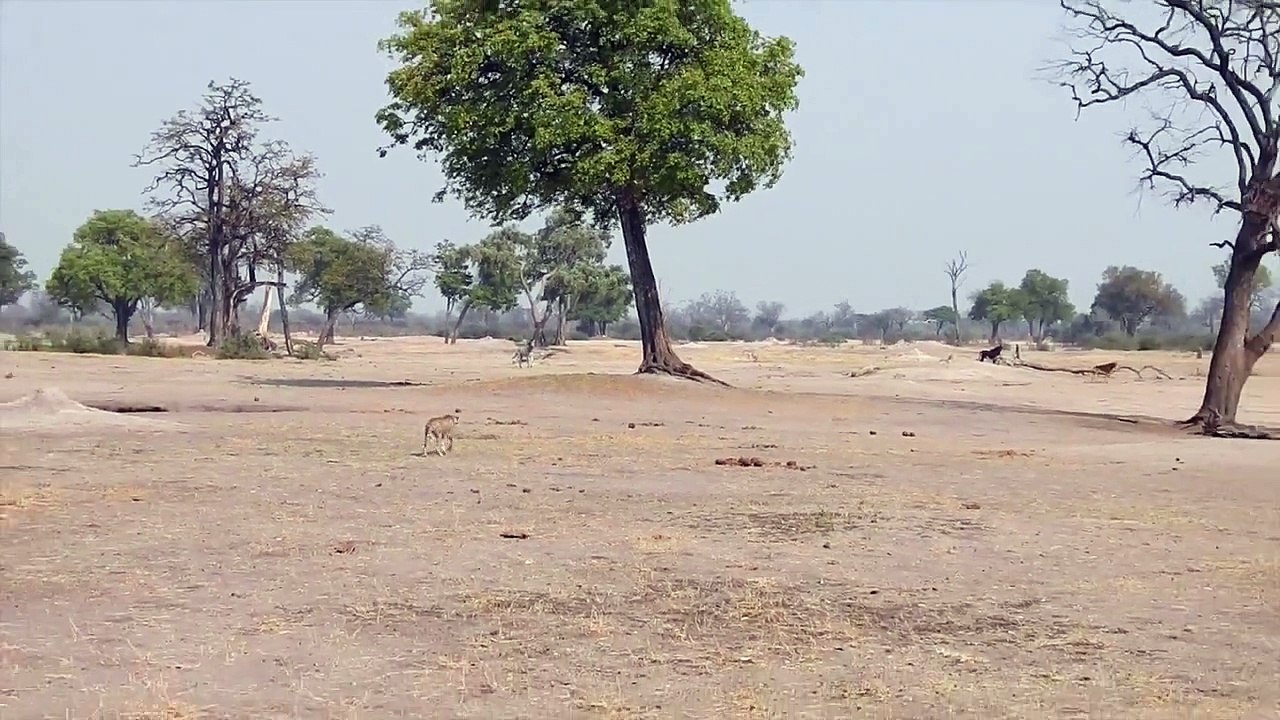 Hwange National Park, Zimbabwe