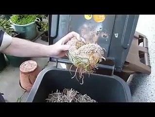 Kestikçe çoğalan bitki...