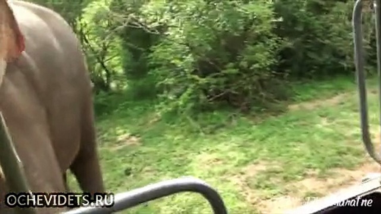 От слонов еще никто так просто не уходил!