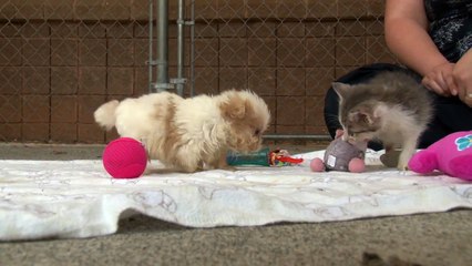 Cutest Rescue Puppy and Kitten Are Best Friends