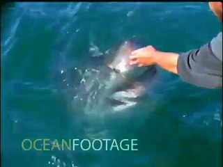 Brave Man Vs A Great White Shark Attack