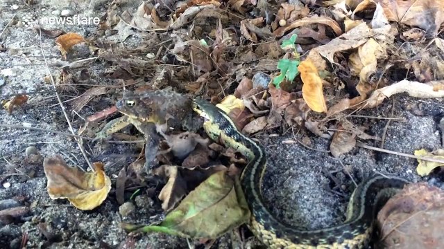 Snake tries to eat massive toad, but struggles