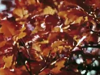 KEDDY's 'Hunting of the Wren' 🎶: A Festive Toronto Musician's Irish-Inspired Christmas Poem