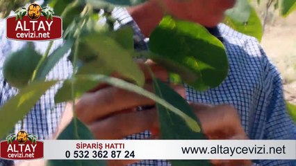 ALTAY SALKIM CEVİZ 2015 HASAD GÖRÜNTÜLERİ