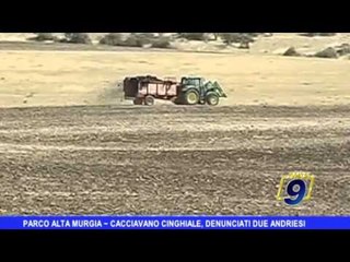 Parco Alta Murgia | Cacciavano cinghiale, arrestati due andriesi