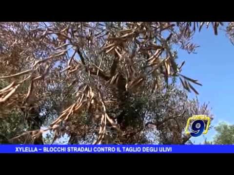 Xylella | Blocchi stradali contro il taglio degli ulivi