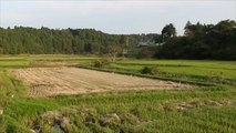 إجراءات حكومية باليابان لحماية المنتجات الزراعية