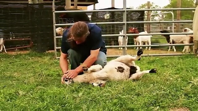 Why do Muslims eat Halal - Unbelievable