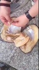 Vuole solo aprire una vongola, ma ottiene molto di più di un semplice pranzo di pesce