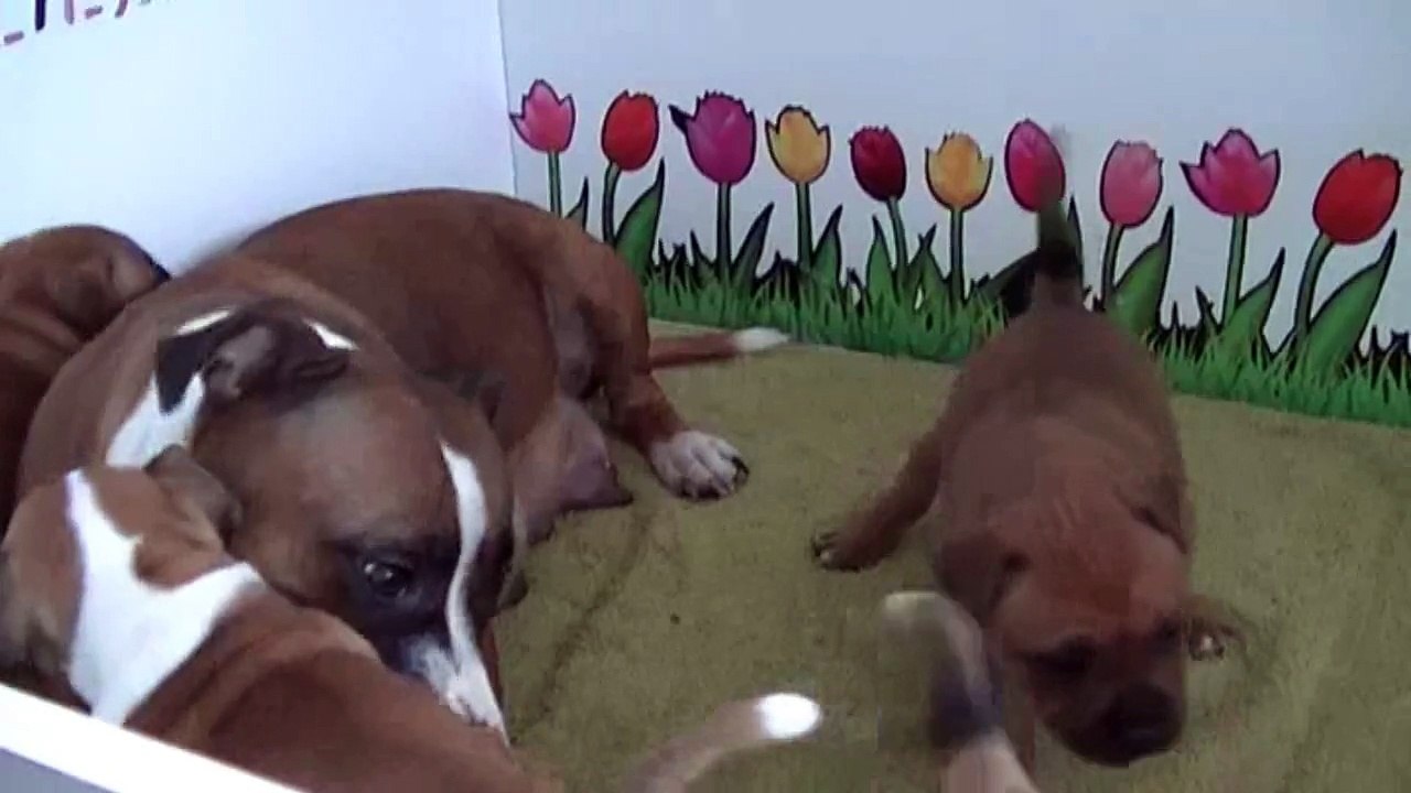 39ème  vidéo Maman staffie et ses petits chiots de la 22ème portée de STAFFORDLAND