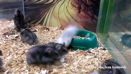 Bu fare takla atanından!