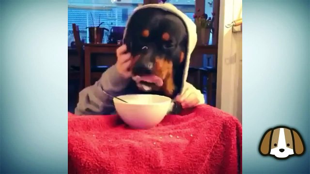 Epic Funny Dogs VINES Compilation 2015 Must See Funny Dog Videos Vine _ funny dog vines