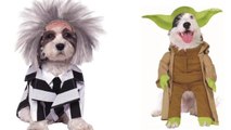 Best TV & Film inspired Halloween costumes for dogs