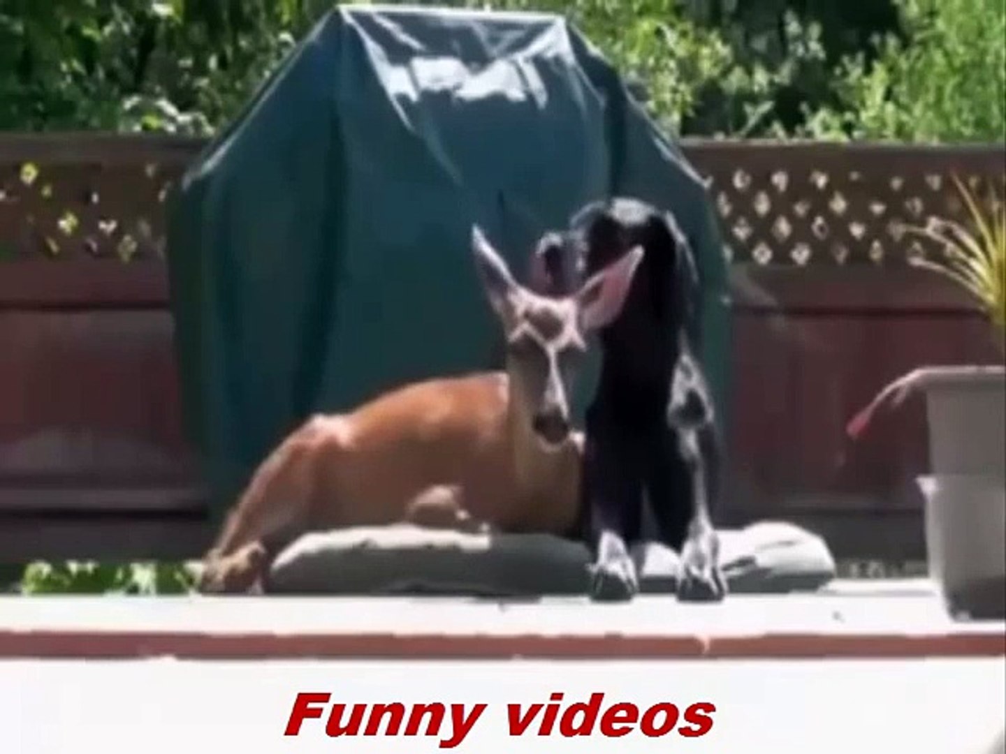 Funny animals videos - Best funny animals compilation