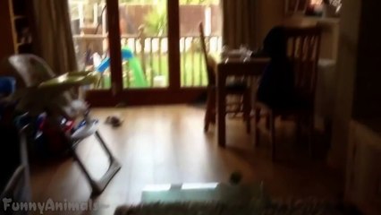 Funny Dogs Sliding on Wood Floors - Best Dogs Videos