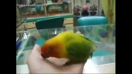 Funny animals videos and Funny animal pictures, funny animals 2015