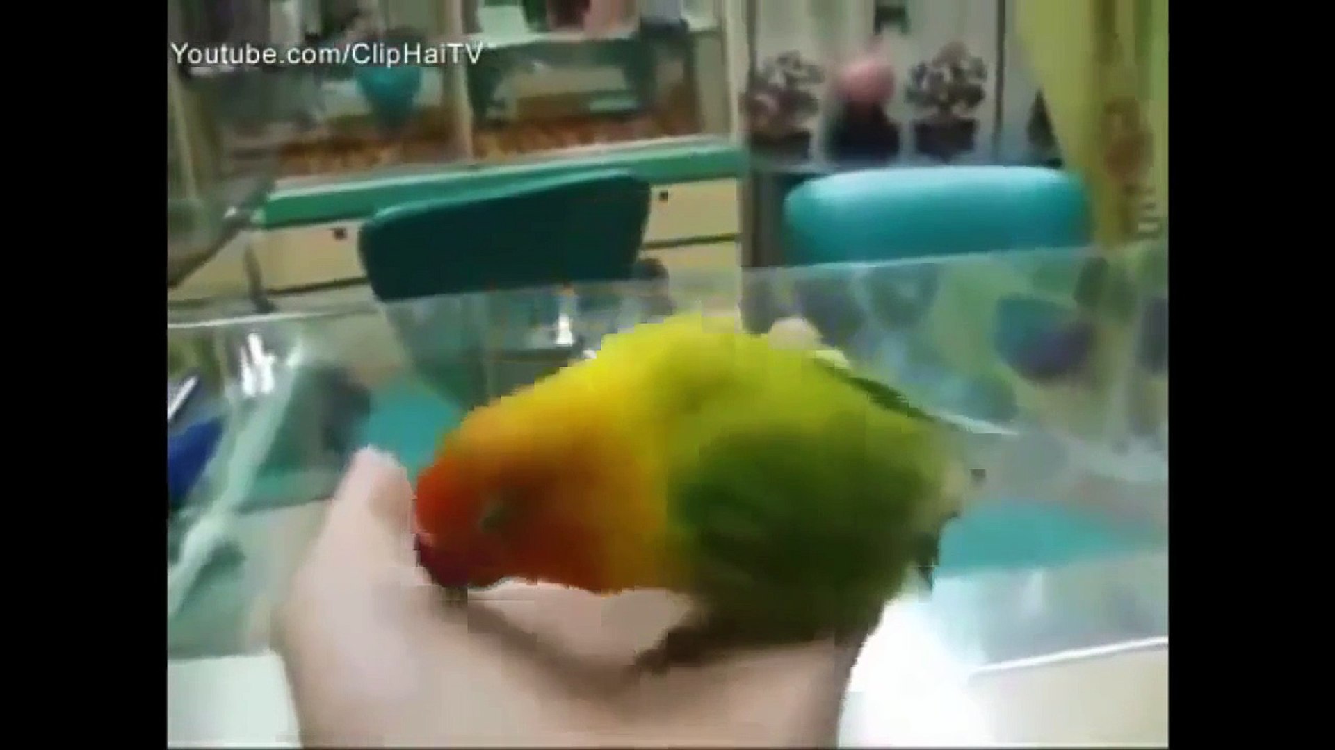 Funny animals videos and Funny animal pictures, funny animals 2015