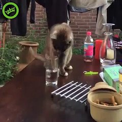 Troller un chat avec un verre d'eau