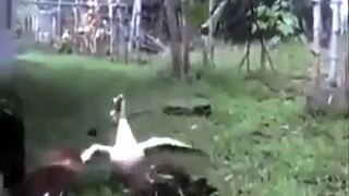 Funny a duck attacked two chickens