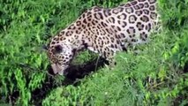 Impresionante: Jaguar salta y caza caimán en el agua