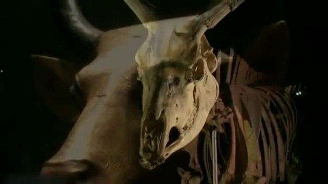 The Sacred Animals of the Pharaohs (ANCIENT EGYPT HISTORY DOCUMENTARY)